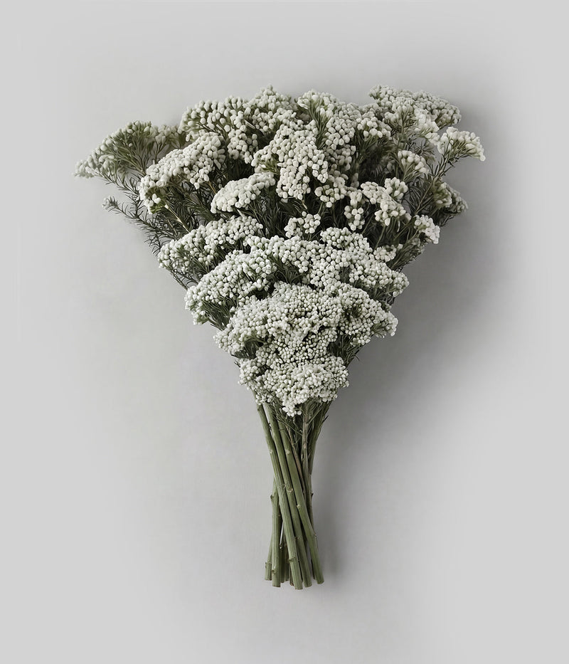 Preserved White Rice Flower