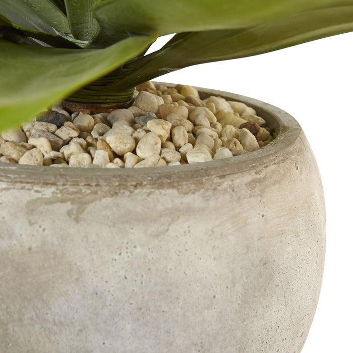 AGAVE IN SAND COLORED BOWL
