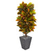 HYGGE CAVE | 5.5’ CROTON ARTIFICIAL PLANT IN SLATE PLANTER (REAL TOUCH)