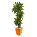 HYGGE CAVE | 5.5’ DRACAENA PLANT IN ORANGE SQUARE PLANTER (REAL TOUCH)