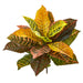 HYGGE CAVE | GARDEN CROTON ARTIFICIAL PLANT (REAL TOUCH) (SET OF 4)
