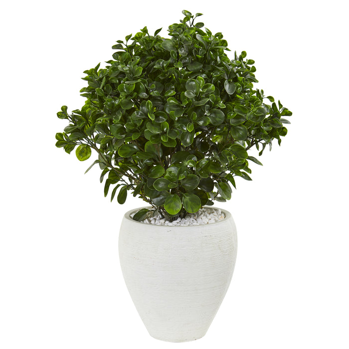 32” PEPEROMIA ARTIFICIAL PLANT IN WHITE PLANTER UV RESISTANT (INDOOR/OUTDOOR)