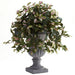 HYGGE CAVE | HOYA WITH DECORATIVE URN