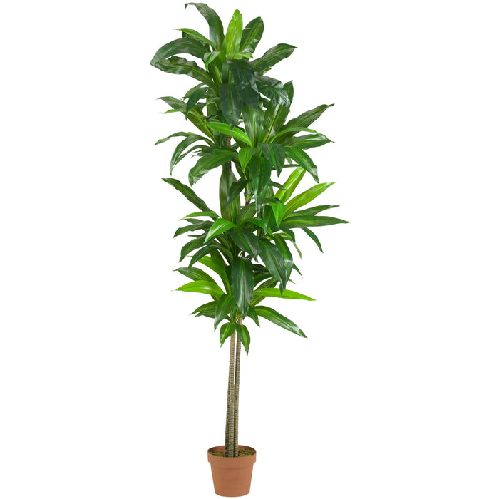 HYGGE CAVE | 6’ DRACAENA SILK PLANT (REAL TOUCH)