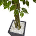 HYGGE CAVE | FICUS TREE WITH SLATE PLANTER