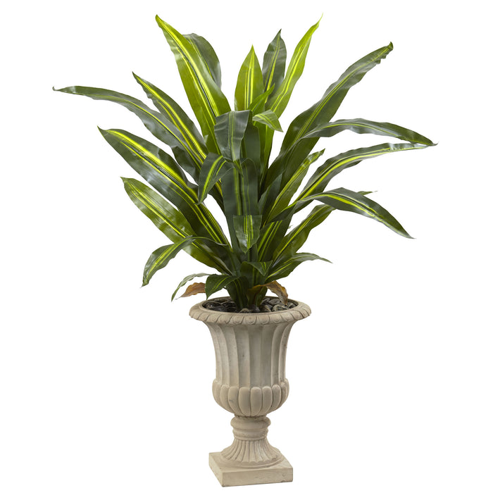 HYGGE CAVE | DRACAENA PLANT WITH URN