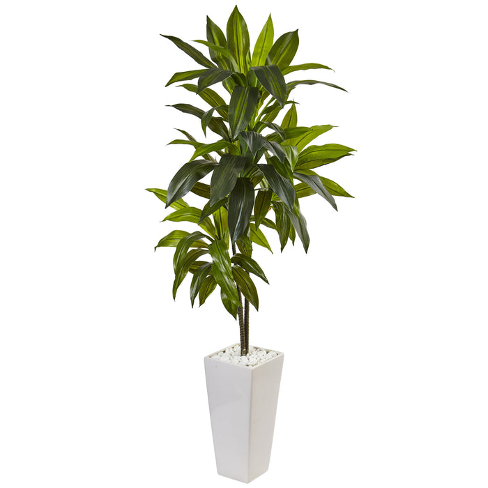 HYGGE CAVE | DRACAENA PLANT IN WHITE TOWER PLANTER