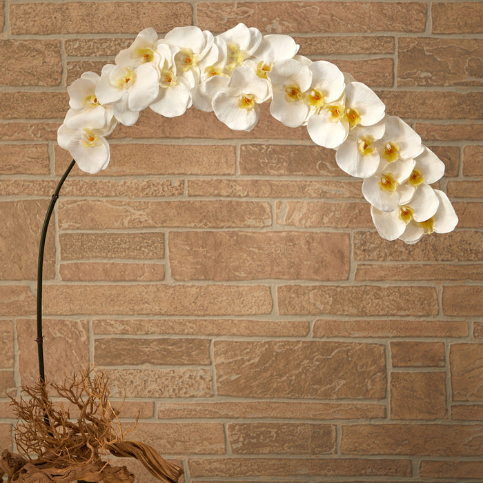 5’ LARGE PHALAENOPSIS ORCHID ARTIFICIAL FLOWER (SET OF 2) - HYGGE CAVE