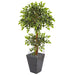 HYGGE CAVE | VARIEGATED FICUS ARTIFICIAL TREE IN SLATE PLANTER