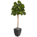 HYGGE CAVE | FIDDLE LEAF FIG ARTIFICIAL TREE IN BLACK PLANTER