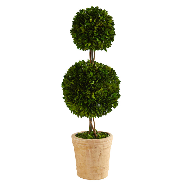 HYGGE CAVE | PRESERVED BOXWOOD DOUBLE BALL TOPIARY TREE