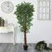 HYGGE CAVE | VARIEGATED FICUS ARTIFICIAL TREE