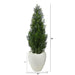 HYGGE CAVE | MINI CEDAR ARTIFICIAL PINE TREE IN WHITE PLANTER