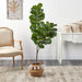 HYGGE CAVE | FIDDLE LEAF FIG TREE 