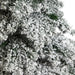  hygge cave - 7' Flocked Austria Fir Christmas Tree with 400 Warm White LED Lights and 1063 Bendable Branches